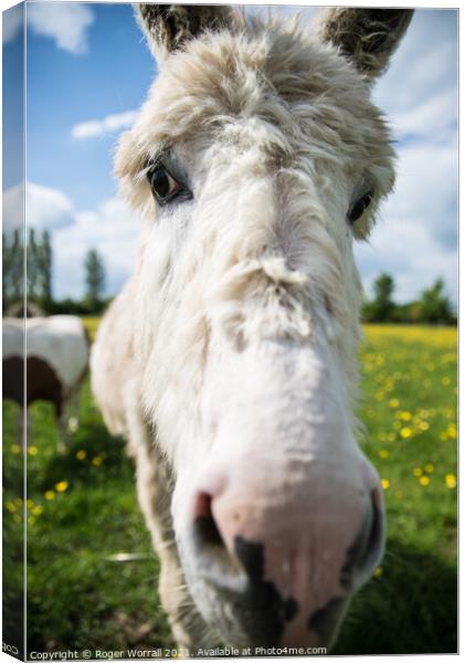A close up of a Donkey looking at the camera Canvas Print by Roger Worrall