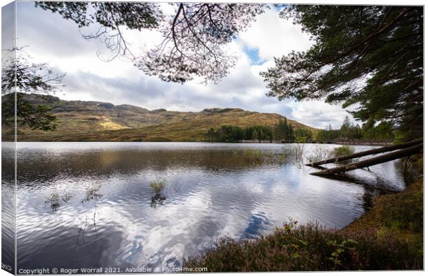 Fallen Trees in the Loch Canvas Print by Roger Worrall