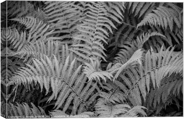 Black and White Fern Canvas Print by Roger Worrall
