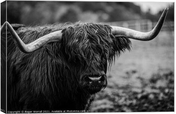 Scottish Longhorn Canvas Print by Roger Worrall