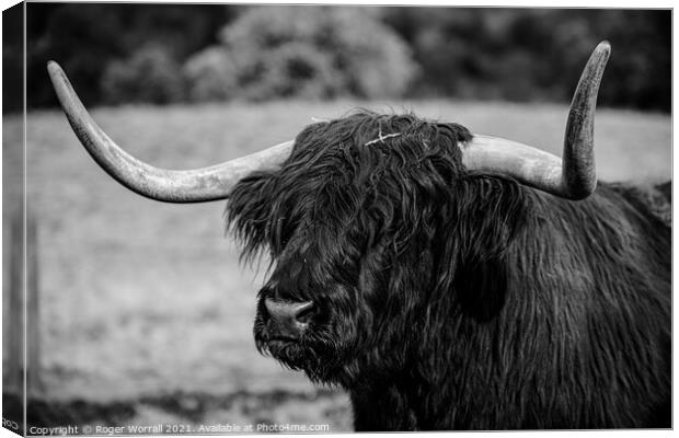 Highland cattle Canvas Print by Roger Worrall
