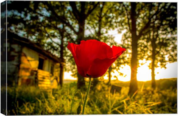 Lone Poppy Canvas Print by Nic Croad