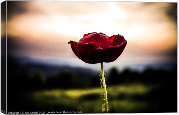 Lone Poppy Canvas Print by Nic Croad
