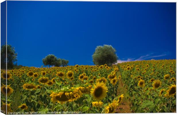 Sunflower Field Canvas Print by Nic Croad