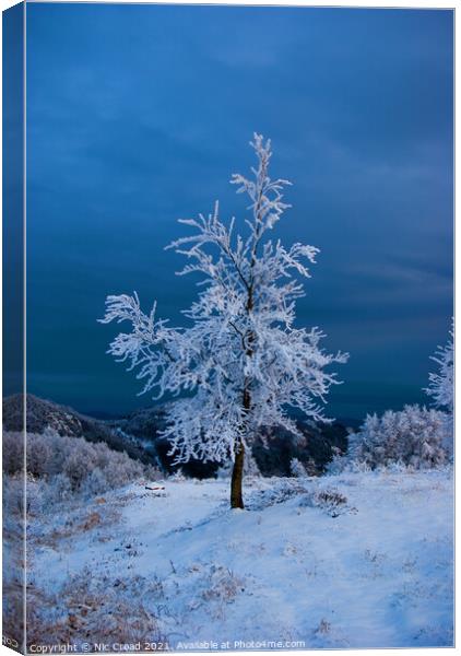 A tree in the snow Canvas Print by Nic Croad
