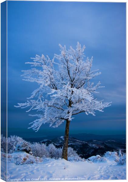 A tree in the snow Canvas Print by Nic Croad