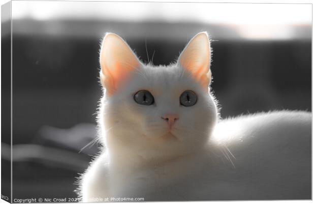 Cute White Cat Canvas Print by Nic Croad