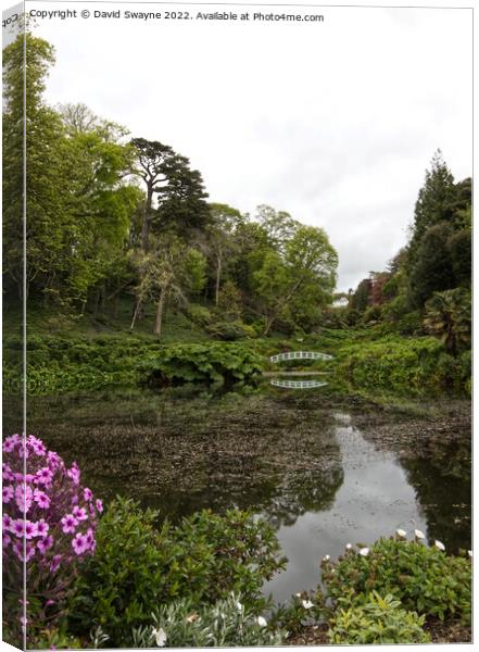 Reflections at Trebah Canvas Print by David Swayne