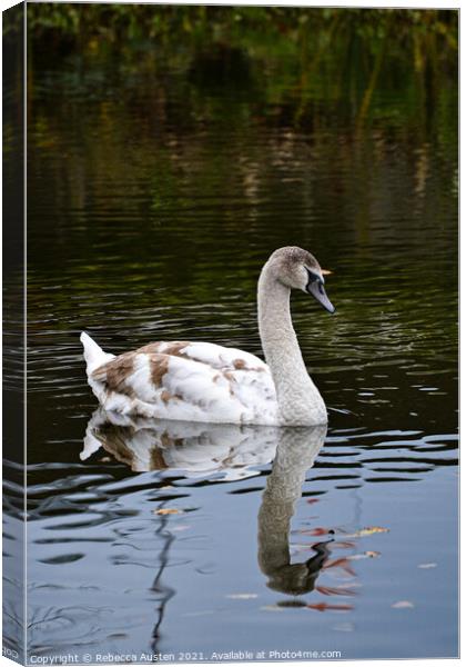 Swan reflection Canvas Print by Rebecca Austen