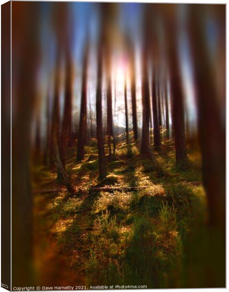 Forest Light 9 Canvas Print by Dave Harnetty