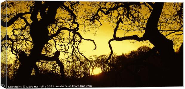 Suntree Silhouettes Canvas Print by Dave Harnetty