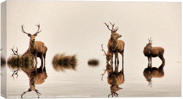 Deer on the Water Canvas Print by Dave Harnetty