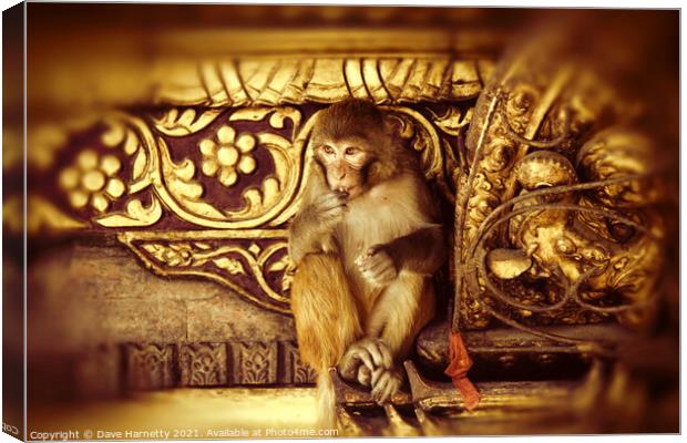 Assamese Monkey Canvas Print by Dave Harnetty