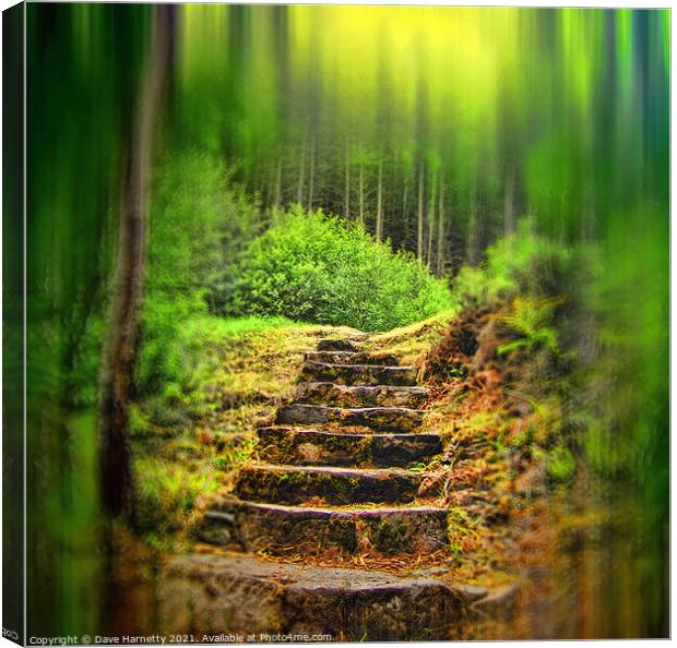 A Path to the Forest Canvas Print by Dave Harnetty