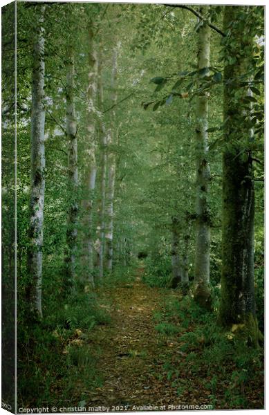 Path trough the trees  Canvas Print by christian maltby
