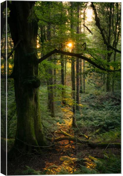 Scottish woodland Canvas Print by christian maltby