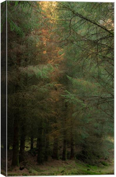 Trees in the Galloway Forest Canvas Print by christian maltby