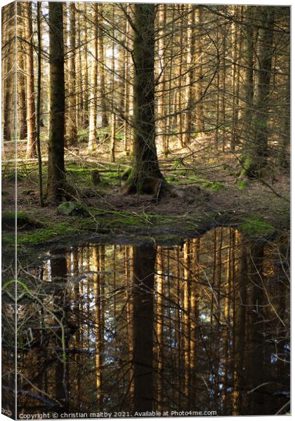 Forest refection's Canvas Print by christian maltby