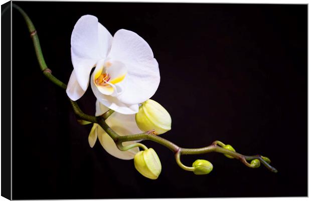 Orchid Canvas Print by Frank Farrell