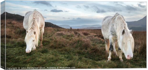 Welsh mountain Ponies Canvas Print by John Henderson