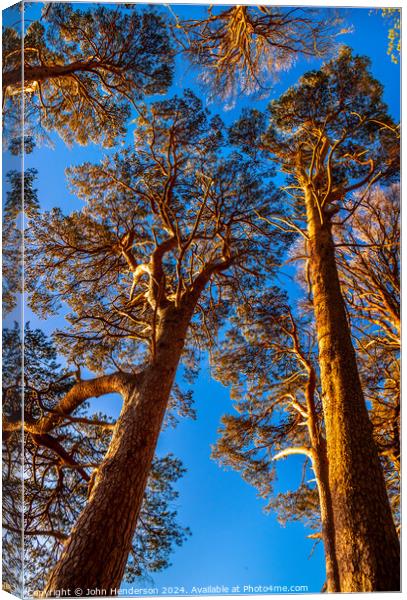 Sun lit Scots pine. Derwentwater Canvas Print by John Henderson