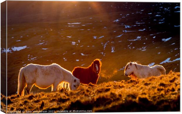  Wild Ponies of Wales Canvas Print by John Henderson