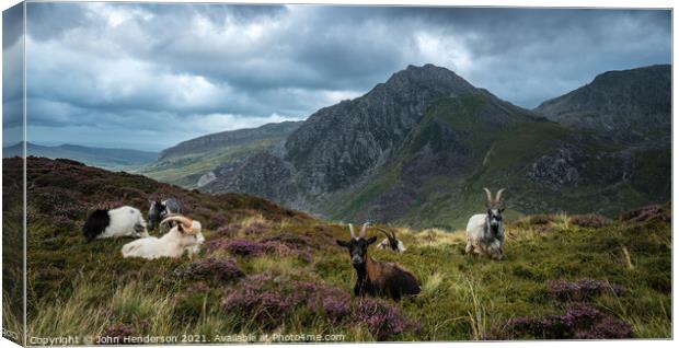 snowdonia wild goats. Canvas Print by John Henderson