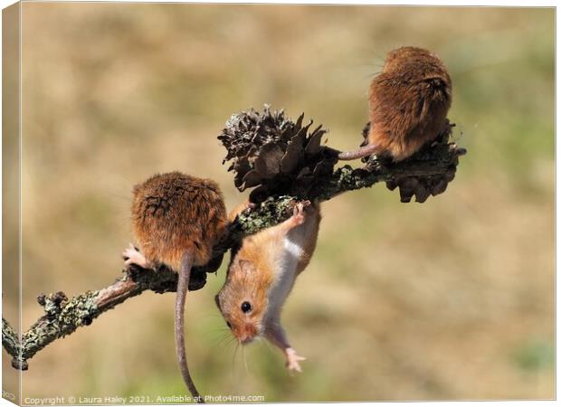 Harvest Mice Hanging Around Canvas Print by Laura Haley