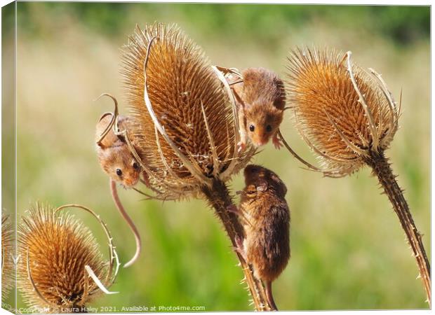 Harvest Mice  Canvas Print by Laura Haley