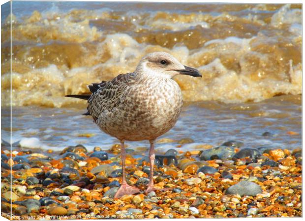 Young Gull by the Sea Canvas Print by Laura Haley