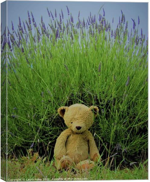 Lavender Teddy Canvas Print by Laura Haley