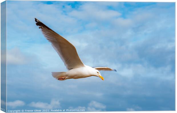 Rise of the Gull Canvas Print by Trevor Oliver