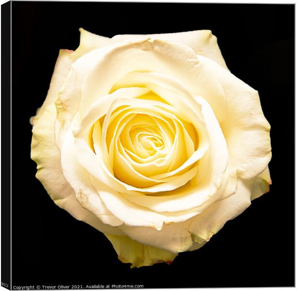 The White Rose Canvas Print by Trevor Oliver