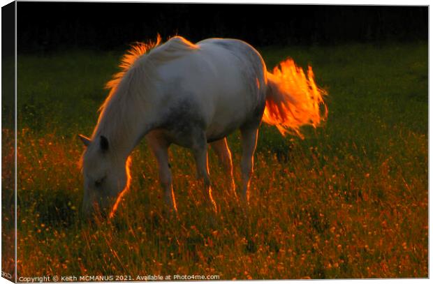 Sun setting on horse in a field Canvas Print by Keith McManus
