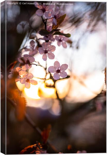 Blossom Sunset Canvas Print by Carl Howell