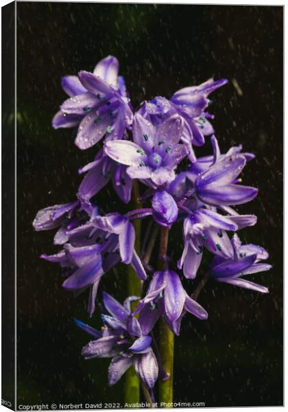 Enchanted Rain-Kissed Bluebell Canvas Print by Norbert David
