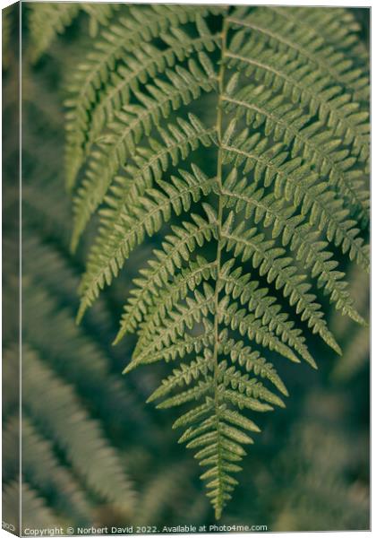 Close-Encounter with Verdant Fern Canvas Print by Norbert David