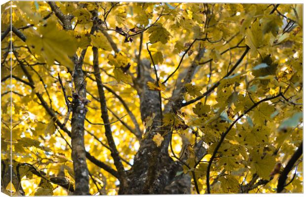 Autumn leaves on a tree  Canvas Print by Norbert David