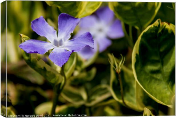 Periwinkle Canvas Print by Norbert David