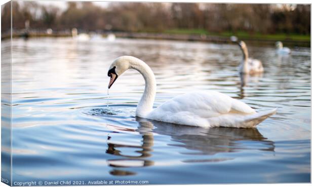 Swan on the lake Canvas Print by Daniel Child