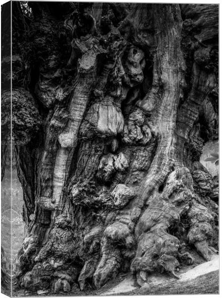 Spooky tree trunk Canvas Print by Jules D Truman