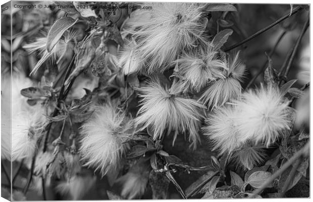 Clematis seeds bnw Canvas Print by Jules D Truman