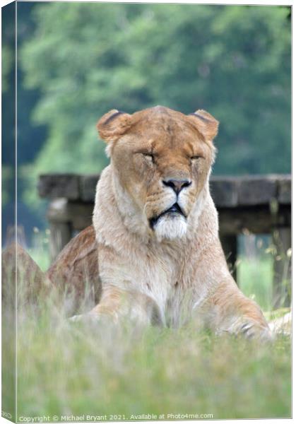 An old lion sitting in a field  Canvas Print by Michael bryant Tiptopimage