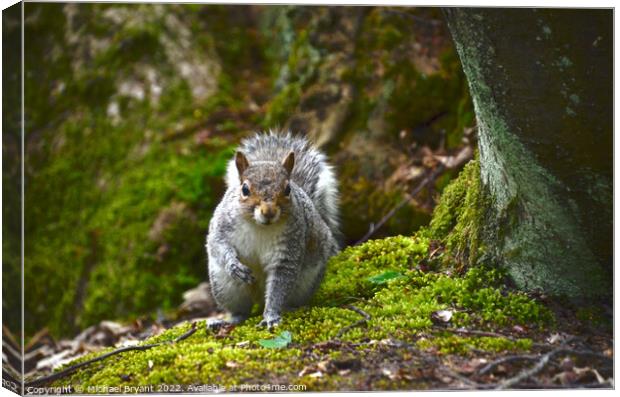 A curious grey squirrel under a tree clacton Canvas Print by Michael bryant Tiptopimage