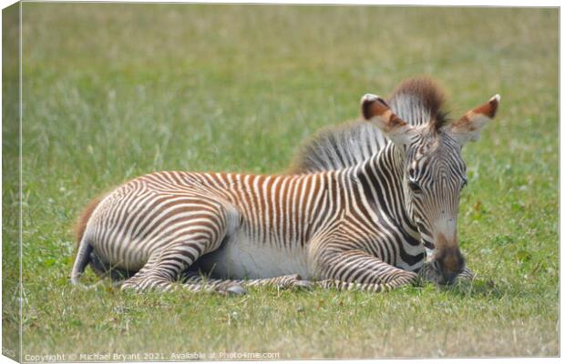 A young zebra relaxing in a feild Canvas Print by Michael bryant Tiptopimage