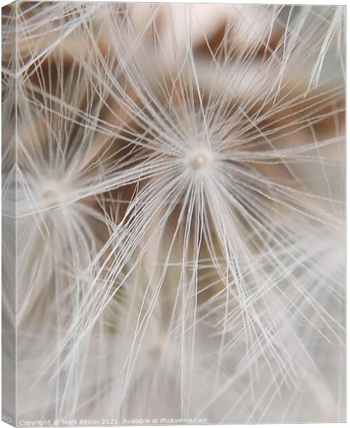 Dandelion Seeds  Canvas Print by Mark Ritson