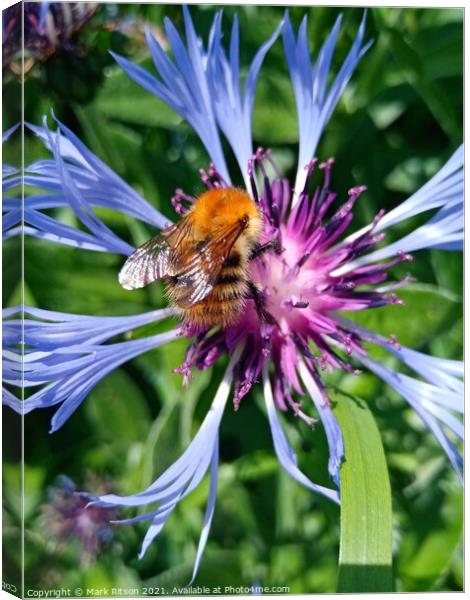 As busy as a summer Bee  Canvas Print by Mark Ritson