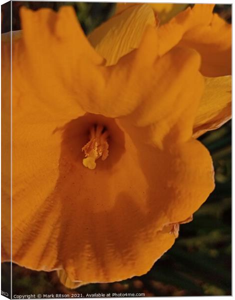 Yellow Burst Narcissus Abstract Canvas Print by Mark Ritson