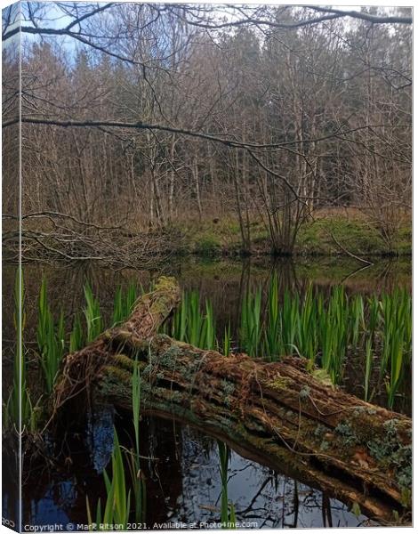A Pond in the Woods  Canvas Print by Mark Ritson
