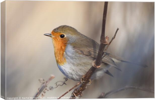 Robin  Canvas Print by Rachel Bartlett